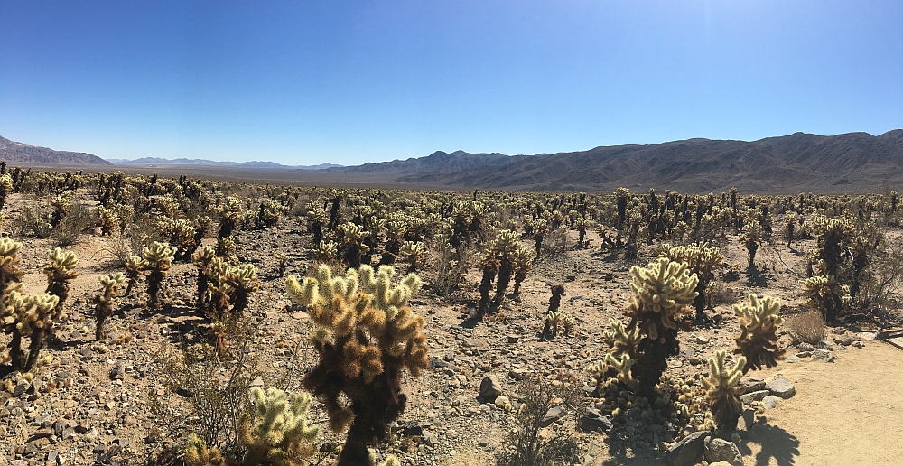 Joshua Tree NP